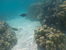 Sous l eau - Moorea - Copyright : See Otherwise 2012 - 2023