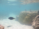 Sous l eau - Moorea - Copyright : See Otherwise 2012 - 2023