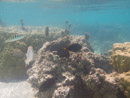 Sous l eau - Moorea - Copyright : See Otherwise 2012 - 2023