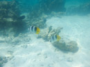 Sous l eau - Moorea - Copyright : See Otherwise 2012 - 2023