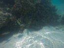 Sous l eau - Moorea - Copyright : See Otherwise 2012 - 2023