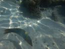 Sous l eau - Moorea - Copyright : See Otherwise 2012 - 2023