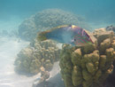 Sous l eau - Moorea - Copyright : See Otherwise 2012 - 2025