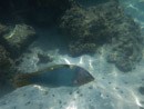 Sous l eau - Moorea - Copyright : See Otherwise 2012 - 2026