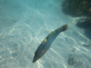 Sous l eau - Moorea - Copyright : See Otherwise 2012 - 2023