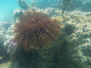 Sous l eau - Moorea - Copyright : See Otherwise 2012 - 2023