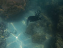 Sous l eau - Moorea - Copyright : See Otherwise 2012 - 2023