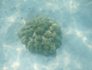 Sous l eau - Moorea - Copyright : See Otherwise 2012 - 2025
