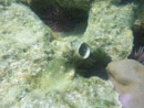 Sous l eau - Moorea - Copyright : See Otherwise 2012 - 2023