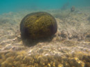 Sous l eau - Moorea - Copyright : See Otherwise 2012 - 2023