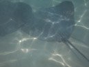 Sous l eau - Moorea - Copyright : See Otherwise 2012 - 2025
