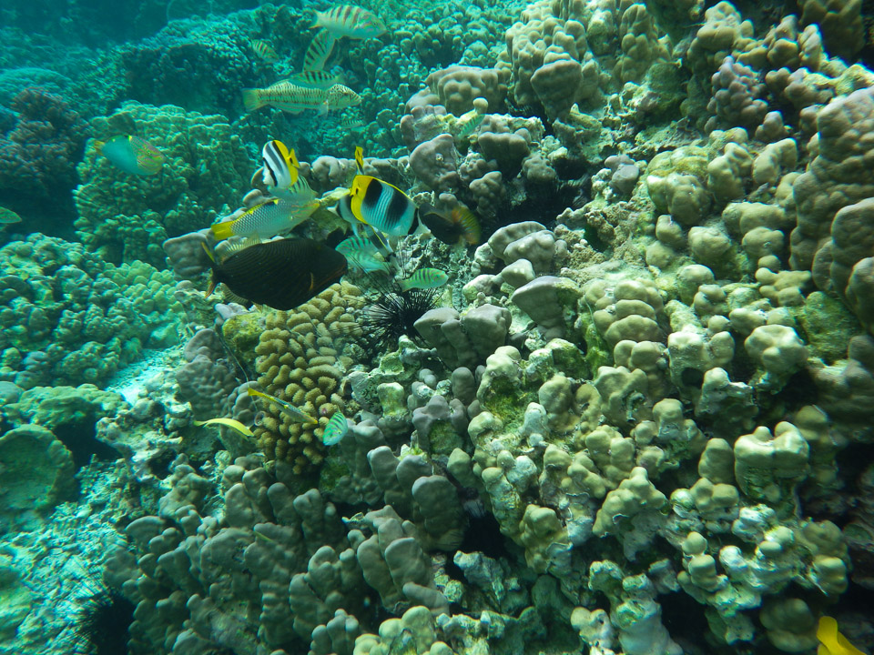 IMGP0437.jpg Sous l eau - Raiatea - Tahaa - Copyright : See Otherwise 2012 - 2025