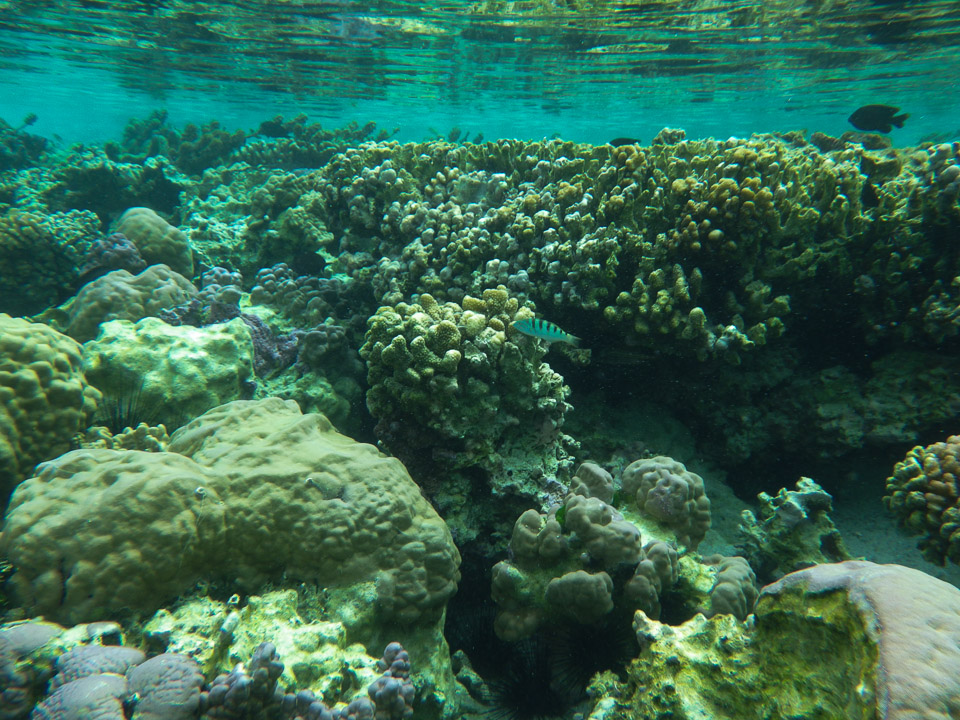 IMGP0446.jpg Sous l eau - Raiatea - Tahaa - Copyright : See Otherwise 2012 - 2025
