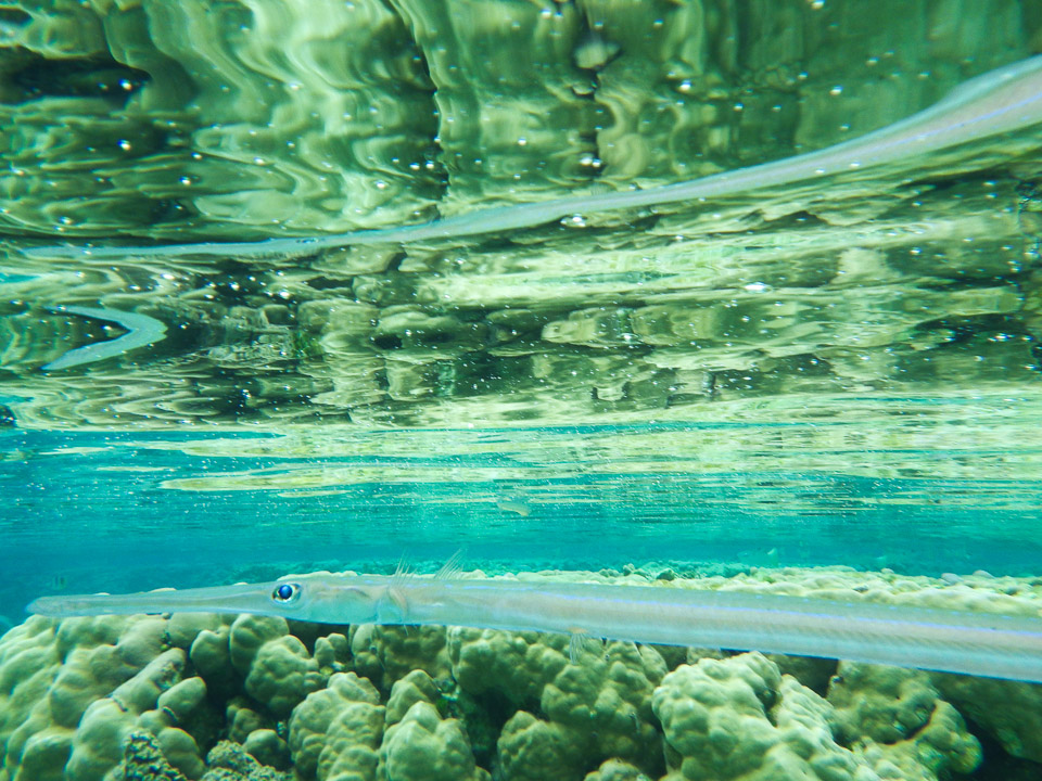 IMGP0451.jpg Sous l eau - Raiatea - Tahaa - Copyright : See Otherwise 2012 - 2025