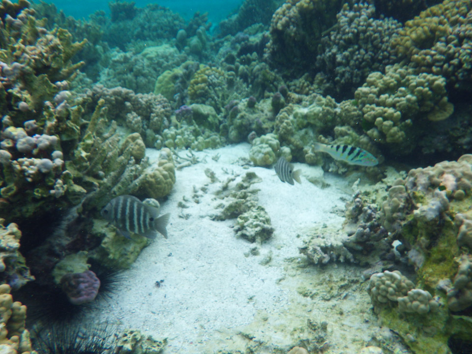 IMGP0463.jpg Sous l eau - Raiatea - Tahaa - Copyright : See Otherwise 2012 - 2025