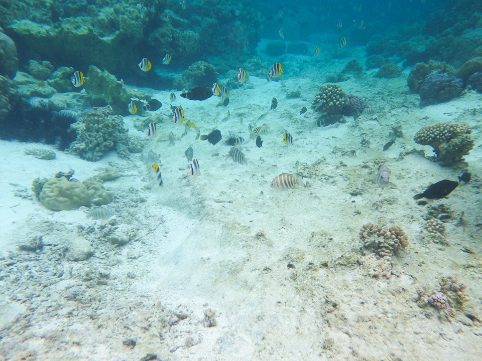 IMGP0478.jpg Sous l eau - Raiatea - Tahaa - Copyright : See Otherwise 2012 - 2025