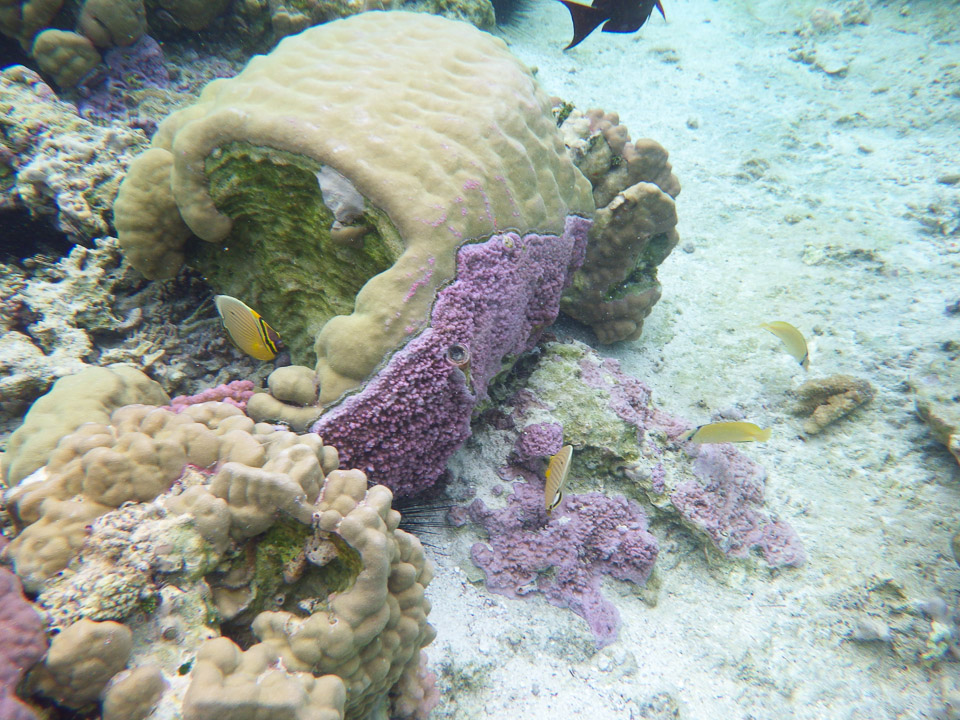 IMGP0481.jpg Sous l eau - Raiatea - Tahaa - Copyright : See Otherwise 2012 - 2025
