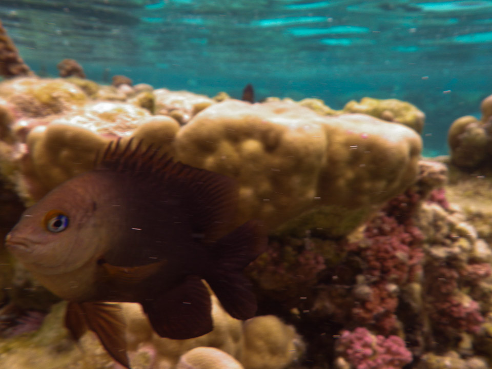 IMGP0498.jpg Sous l eau - Raiatea - Tahaa - Copyright : See Otherwise 2012 - 2024