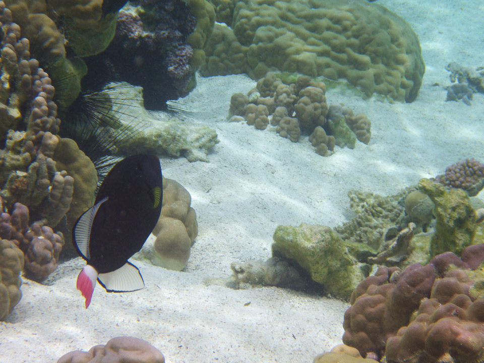 IMGP0517.jpg Sous l eau - Raiatea - Tahaa - Copyright : See Otherwise 2012 - 2025