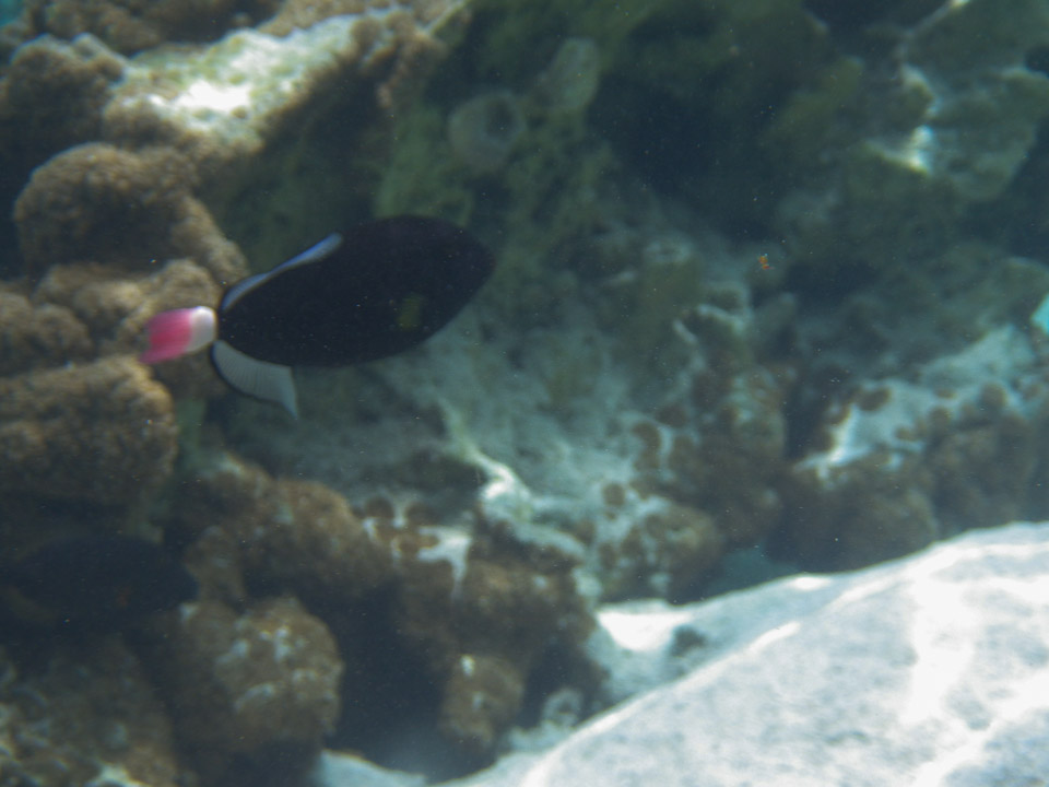 IMGP0518.jpg Sous l eau - Raiatea - Tahaa - Copyright : See Otherwise 2012 - 2025