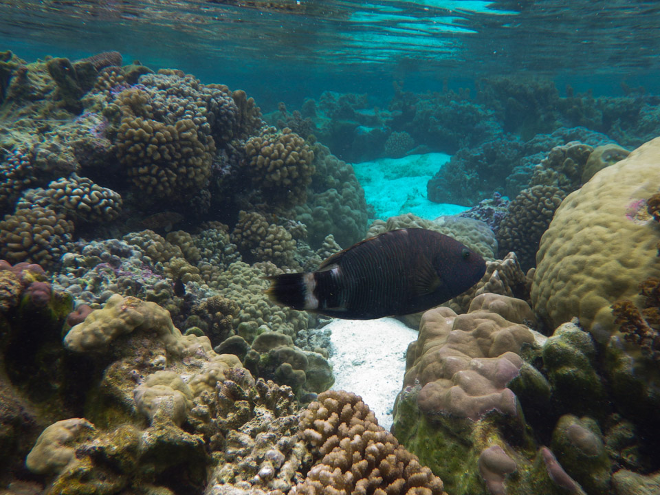 IMGP0539.jpg Sous l eau - Raiatea - Tahaa - Copyright : See Otherwise 2012 - 2025