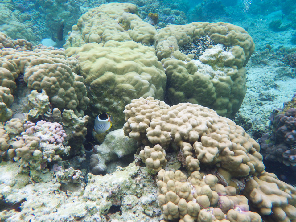 IMGP0567.jpg Sous l eau - Raiatea - Tahaa - Copyright : See Otherwise 2012 - 2025