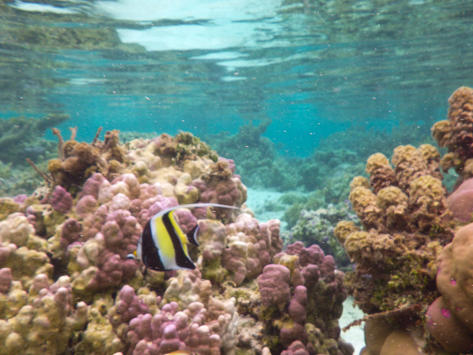 IMGP0572.jpg Sous l eau - Raiatea - Tahaa - Copyright : See Otherwise 2012 - 2025