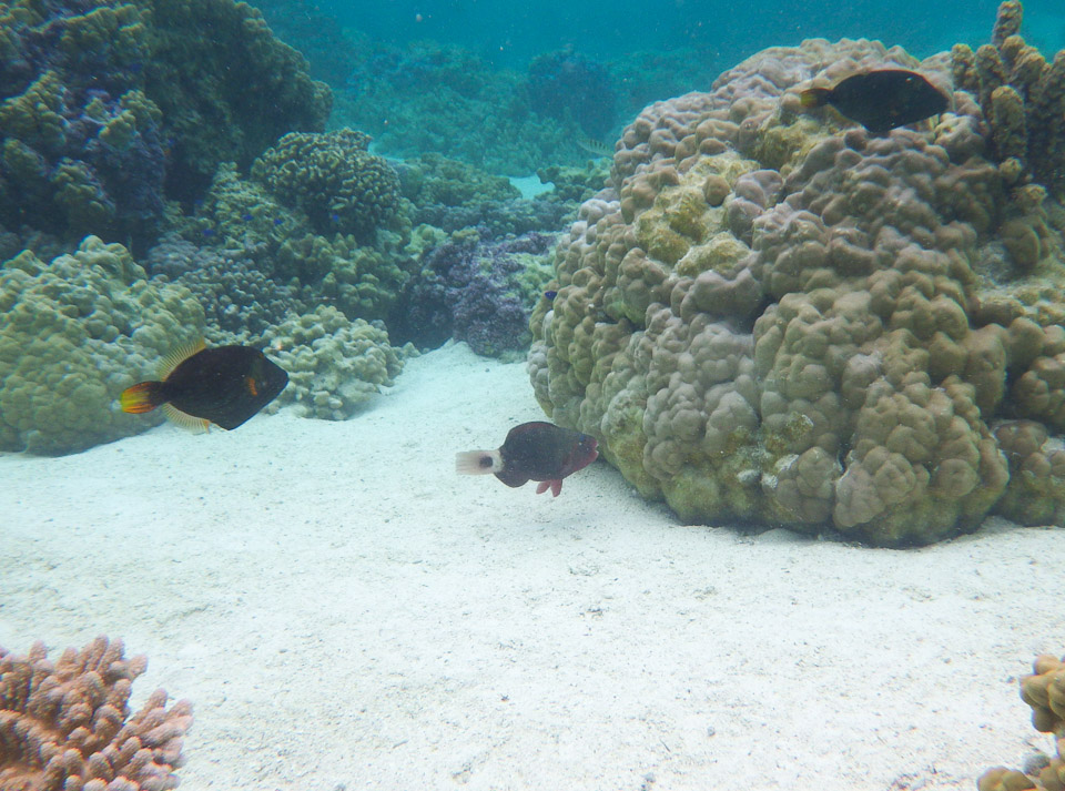 IMGP0586.jpg Sous l eau - Raiatea - Tahaa - Copyright : See Otherwise 2012 - 2025