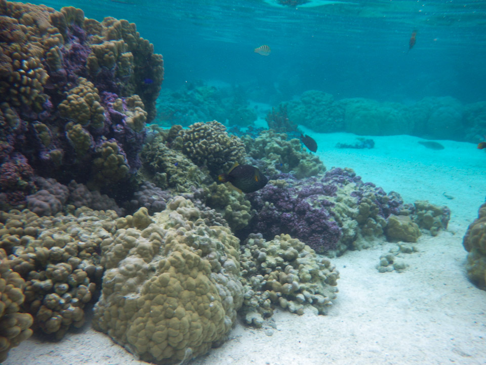 IMGP0589.jpg Sous l eau - Raiatea - Tahaa - Copyright : See Otherwise 2012 - 2024