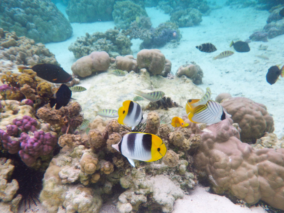 IMGP0596.jpg Sous l eau - Raiatea - Tahaa - Copyright : See Otherwise 2012 - 2024