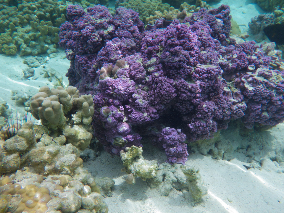IMGP0600.jpg Sous l eau - Raiatea - Tahaa - Copyright : See Otherwise 2012 - 2025