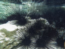 Sous l eau - Raiatea - Tahaa - Copyright : See Otherwise 2012 - 2023