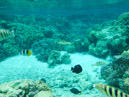 Sous l eau - Raiatea - Tahaa - Copyright : See Otherwise 2012 - 2023