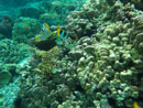 Sous l eau - Raiatea - Tahaa - Copyright : See Otherwise 2012 - 2023