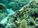Sous l eau - Raiatea - Tahaa - Copyright : See Otherwise 2012 - 2023