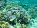 Sous l eau - Raiatea - Tahaa - Copyright : See Otherwise 2012 - 2023