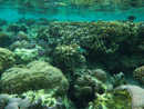 Sous l eau - Raiatea - Tahaa - Copyright : See Otherwise 2012 - 2023