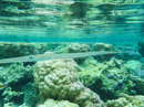 Sous l eau - Raiatea - Tahaa - Copyright : See Otherwise 2012 - 2023