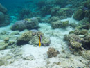 Sous l eau - Raiatea - Tahaa - Copyright : See Otherwise 2012 - 2026