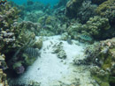 Sous l eau - Raiatea - Tahaa - Copyright : See Otherwise 2012 - 2026