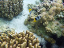 Sous l eau - Raiatea - Tahaa - Copyright : See Otherwise 2012 - 2023