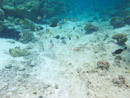 Sous l eau - Raiatea - Tahaa - Copyright : See Otherwise 2012 - 2023