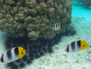 Sous l eau - Raiatea - Tahaa - Copyright : See Otherwise 2012 - 2023