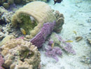 Sous l eau - Raiatea - Tahaa - Copyright : See Otherwise 2012 - 2023