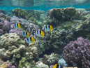 Sous l eau - Raiatea - Tahaa - Copyright : See Otherwise 2012 - 2023