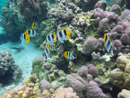 Sous l eau - Raiatea - Tahaa - Copyright : See Otherwise 2012 - 2026