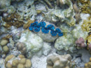 Sous l eau - Raiatea - Tahaa - Copyright : See Otherwise 2012 - 2023
