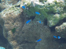 Sous l eau - Raiatea - Tahaa - Copyright : See Otherwise 2012 - 2023