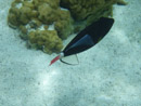 Sous l eau - Raiatea - Tahaa - Copyright : See Otherwise 2012 - 2026