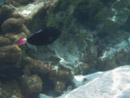 Sous l eau - Raiatea - Tahaa - Copyright : See Otherwise 2012 - 2026